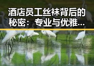 酒店员工丝袜背后的秘密：专业与优雅的完美融合？🤔